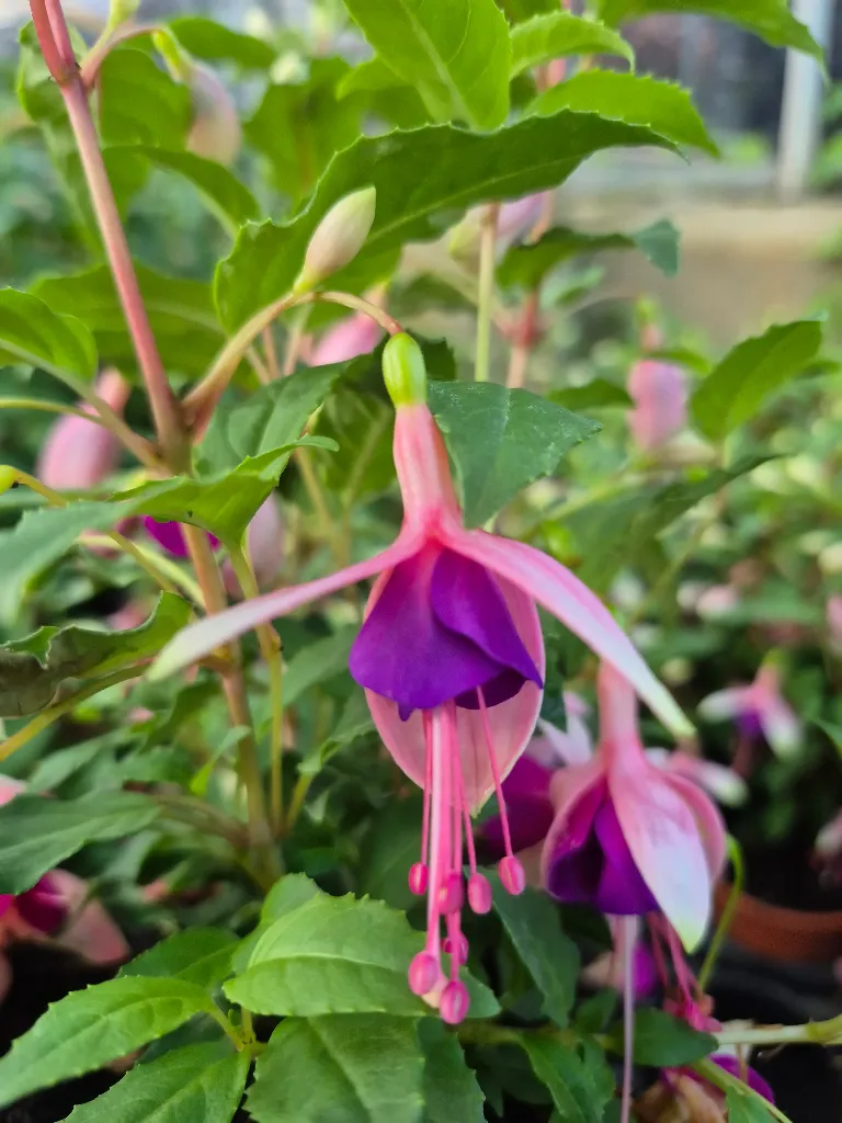fuchsia hyb bella upright mariska.webp