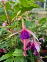 fuchsia hyb bella upright mariska.webp