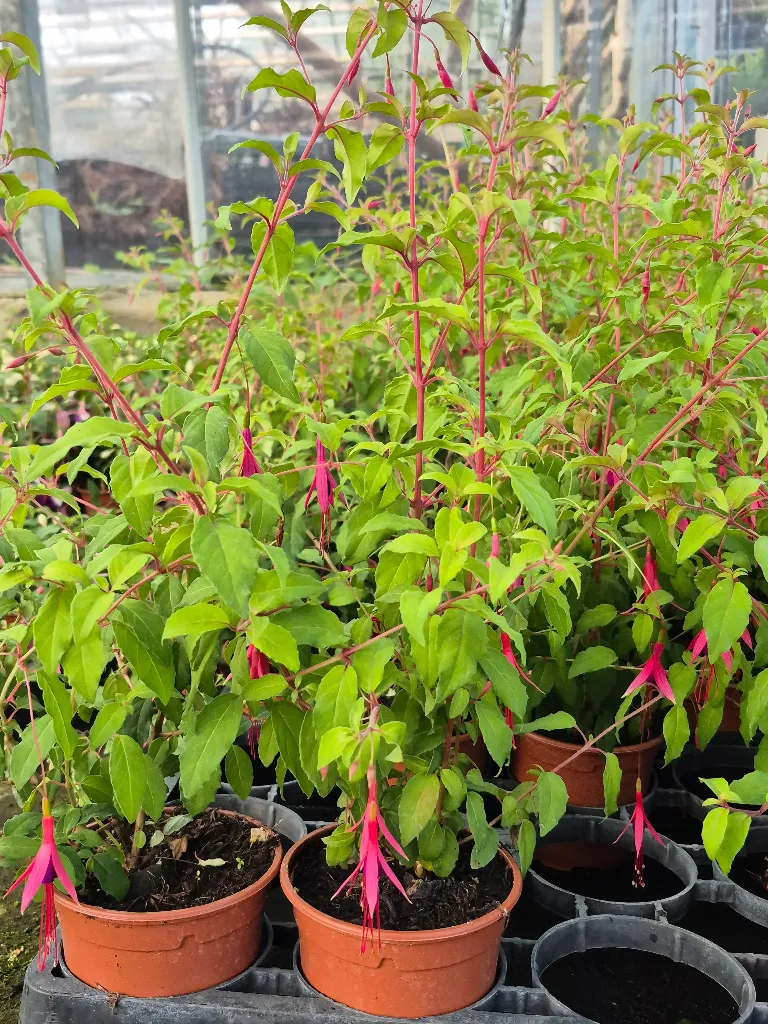 fuchsia hyb perennial magellanica riccartonii (2).webp