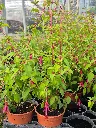 fuchsia hyb perennial magellanica riccartonii (2).webp