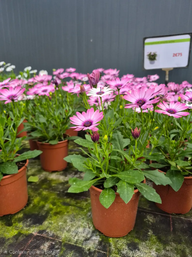 osteospermum senorita quinty (3).webp