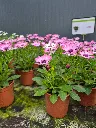 osteospermum senorita quinty (3).webp