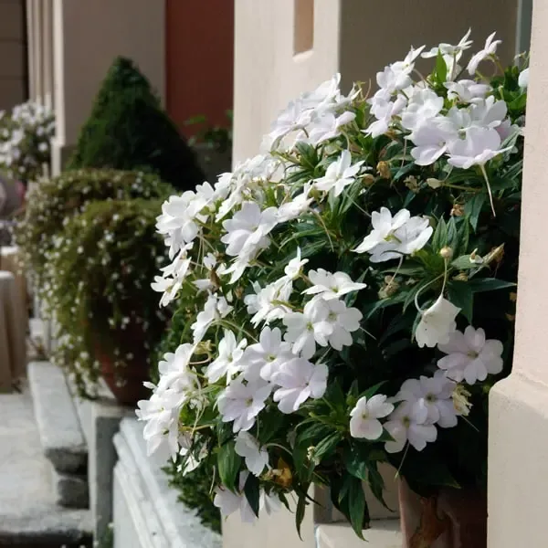 Impatiens hybrida Sunpatiens Compact White.webp