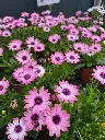 osteospermum senorita quinty (2).webp