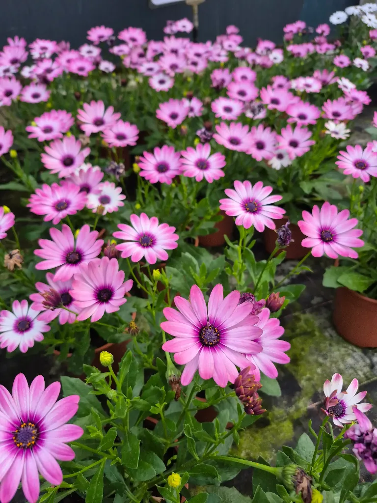 osteospermum senorita quinty.webp