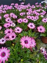 osteospermum senorita quinty.webp