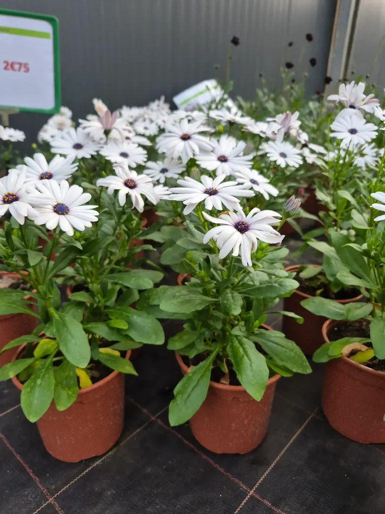 osteospermum hyb senorita blanca.webp