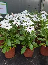 osteospermum hyb senorita blanca.webp