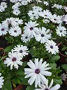 osteospermum hyb senorita blanca (2).webp