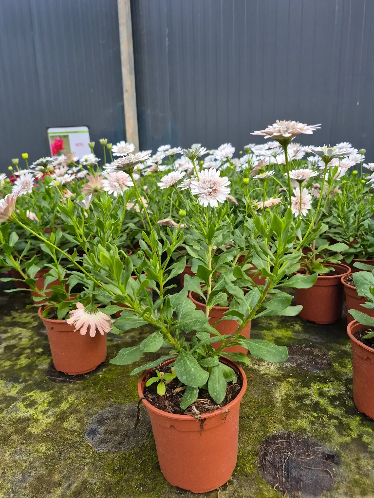 osteospermum double white imp (2).webp