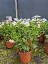 osteospermum double white imp (2).webp