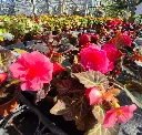 begonia tuberosa Mocca pink (3).webp