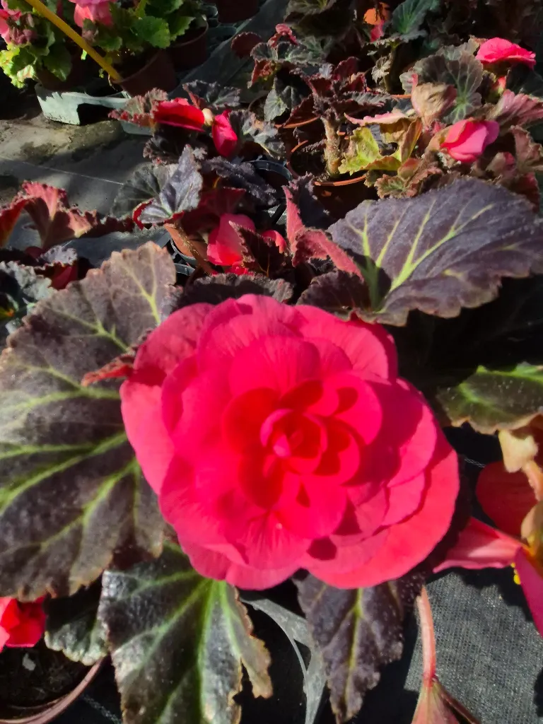 begonia tuberosa Mocca pink (2).webp