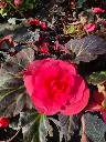begonia tuberosa Mocca pink (2).webp