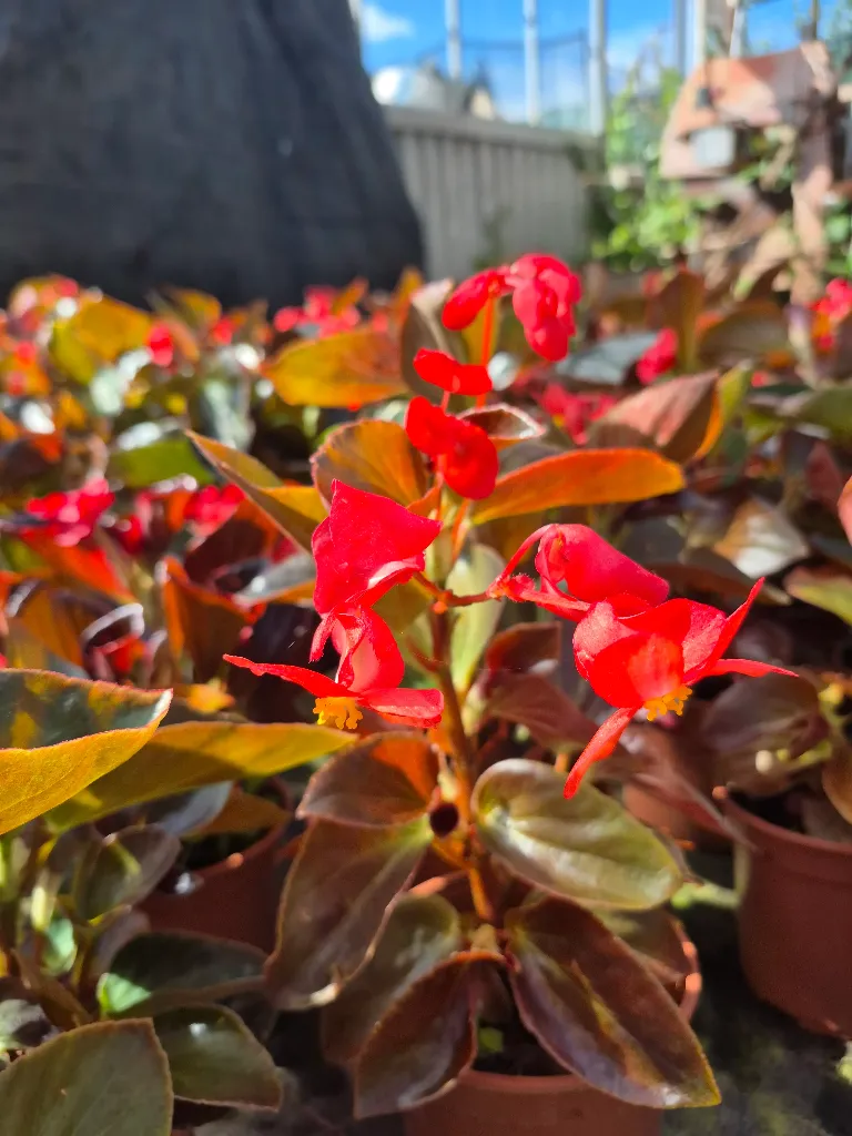 begonia hyb Dragon wing Bronze red.webp