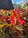 begonia hyb Dragon wing Bronze red.webp