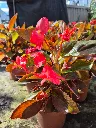 begonia hyb Dragon wing Bronze red (2).webp