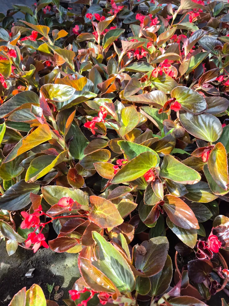 begonia hyb Dragon wing Bronze red (3).webp