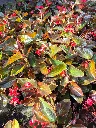 begonia hyb Dragon wing Bronze red (3).webp