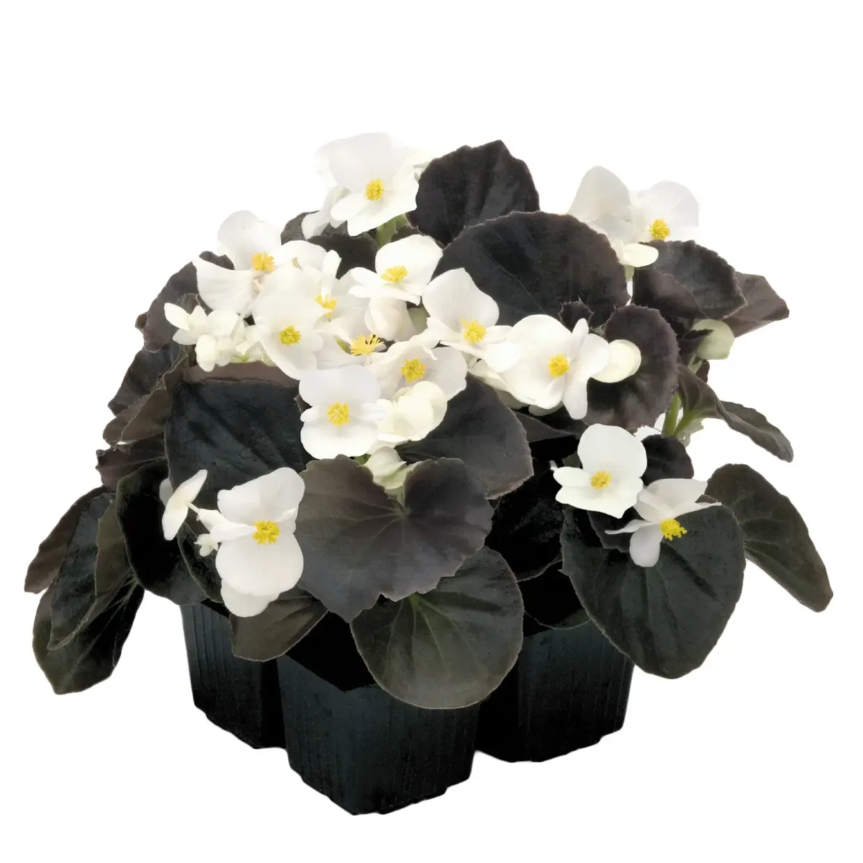 Begonia semperflorens Mascotte Bronze White F1.webp