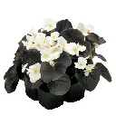 Begonia semperflorens Mascotte Bronze White F1.webp