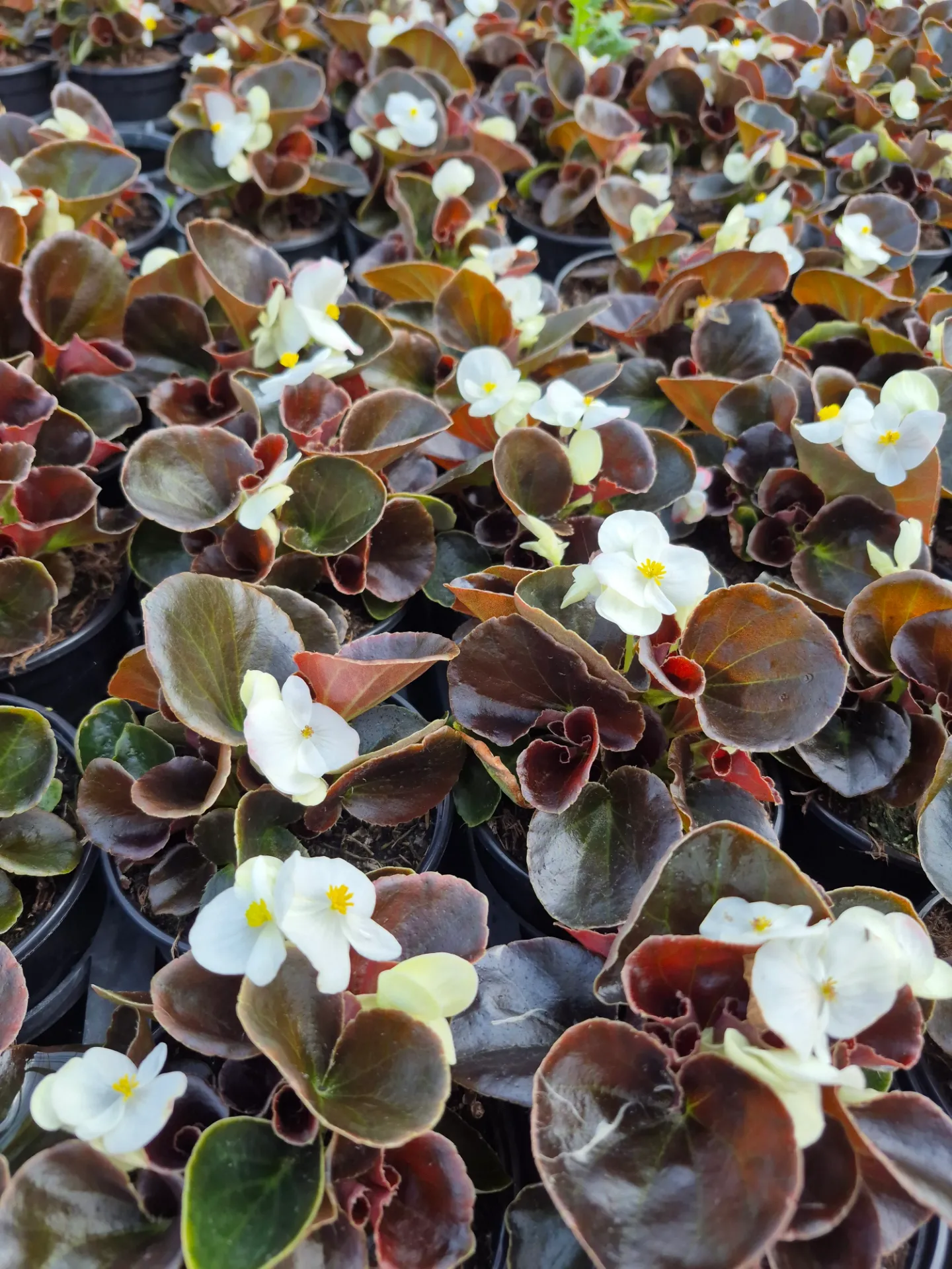 begonia semerflorens mascotte bronze white.webp