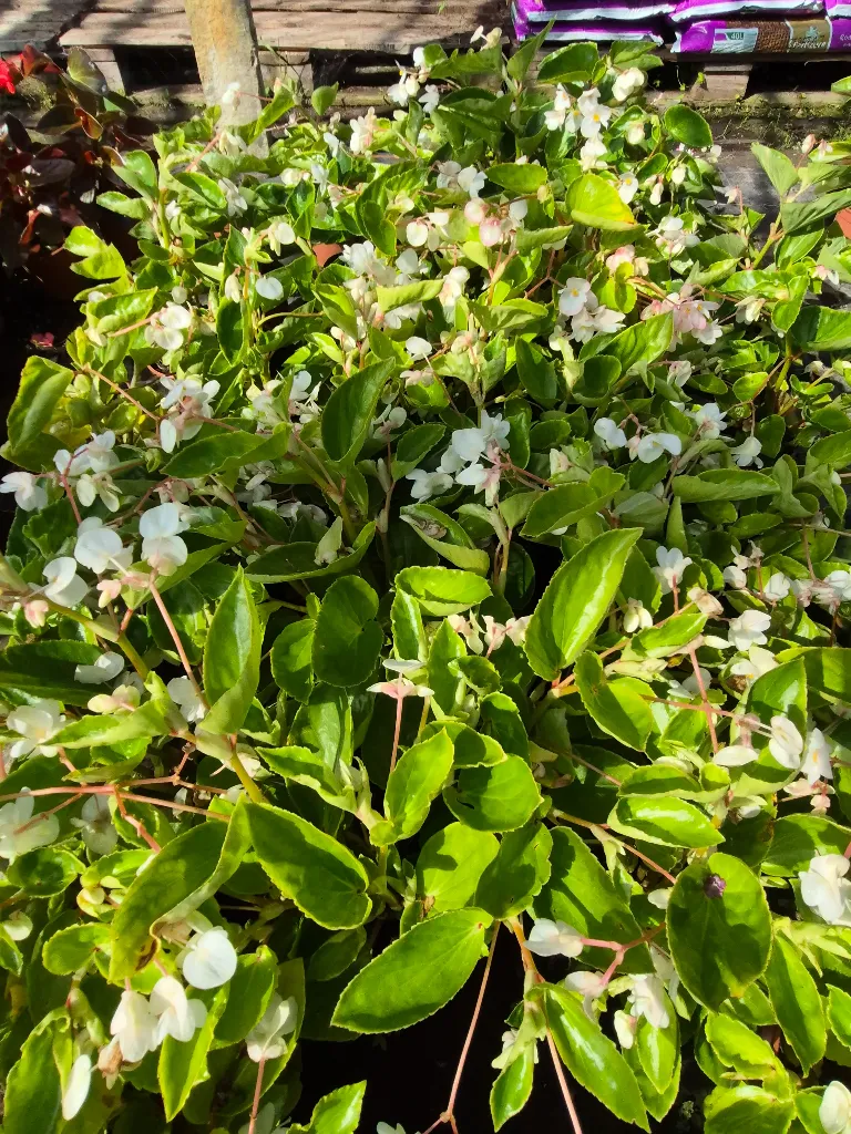 begonia hyb Dragon wing white.webp