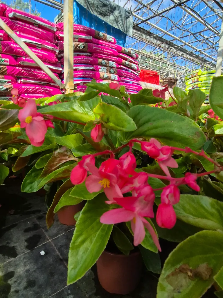 begonia hyb Dragon wing pink.webp