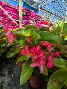 begonia hyb Dragon wing pink.webp