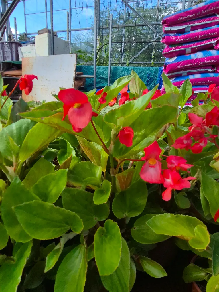 begonia hyb Dragon wing red.webp