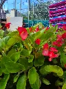 begonia hyb Dragon wing red.webp
