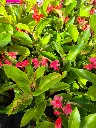 begonia hyb Dragon wing pink (2).webp