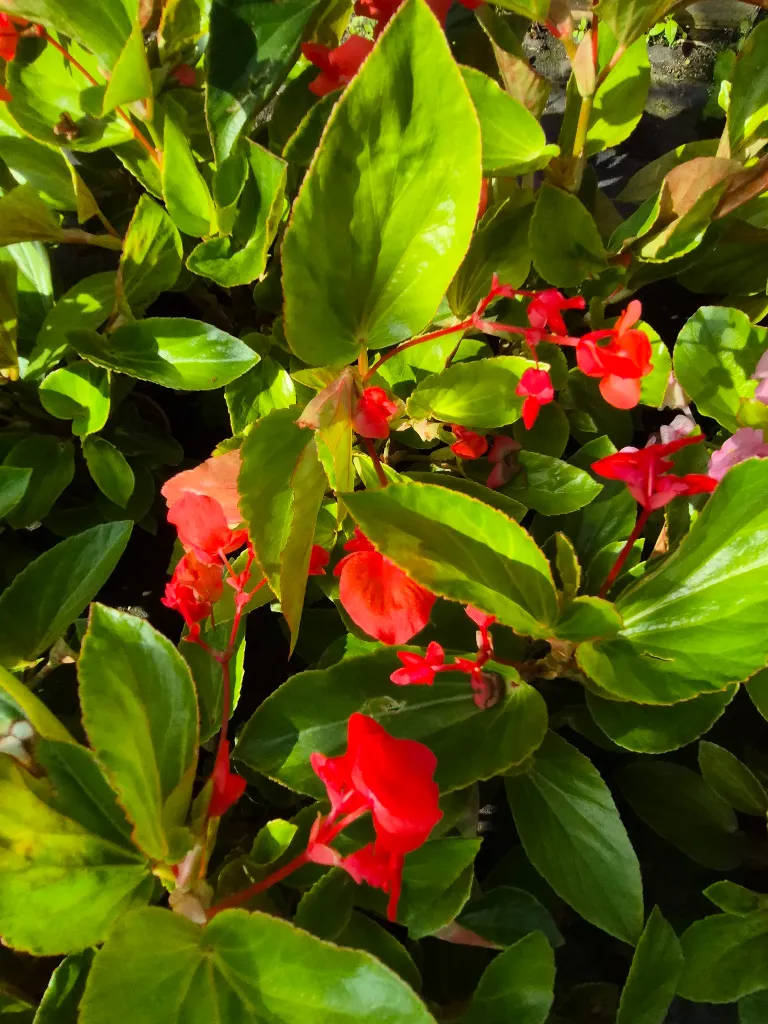 begonia hyb Dragon wing red (2).webp