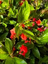 begonia hyb Dragon wing red (2).webp