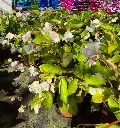 begonia hyb Dragon wing white (2).webp