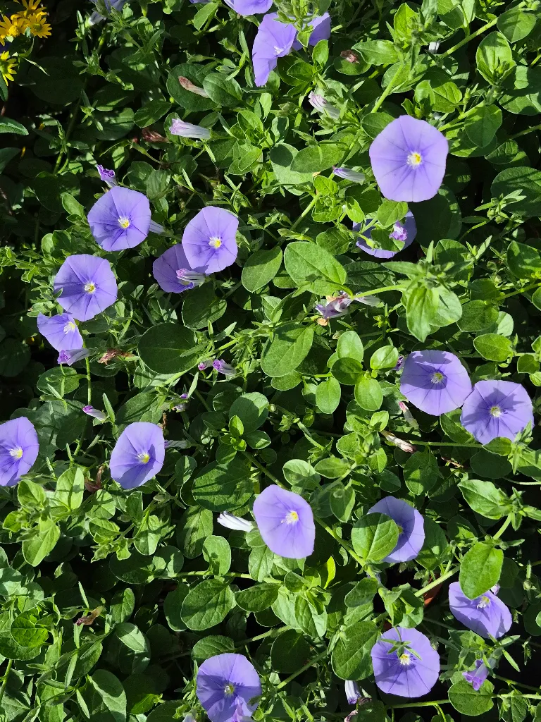 convolvulus sabatius blue (2).webp