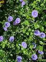 convolvulus sabatius blue (2).webp
