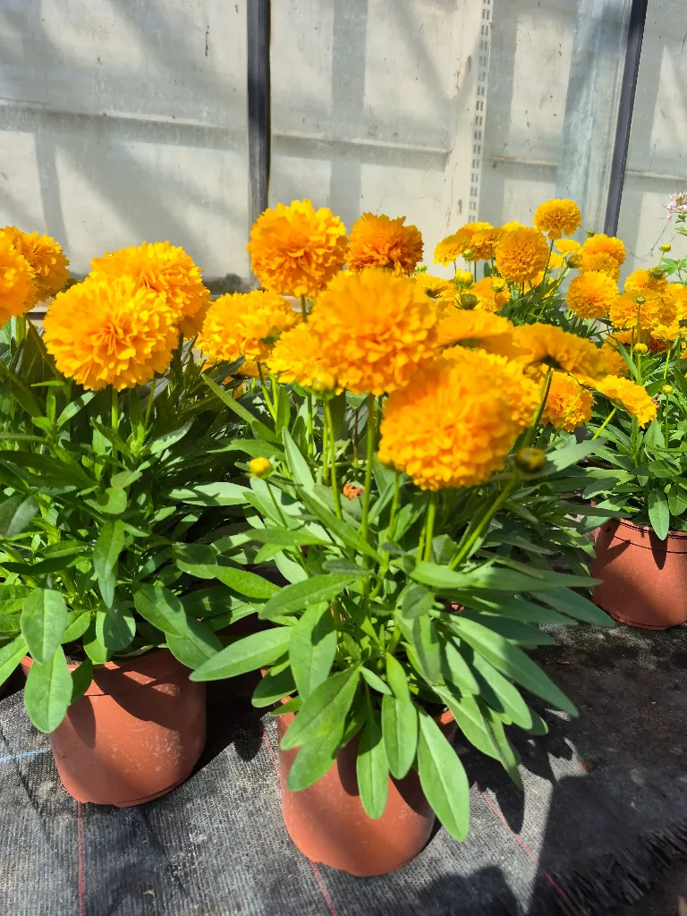 coreopsis solanna goldensphere (3).webp