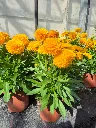 coreopsis solanna goldensphere (3).webp