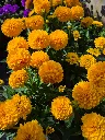 coreopsis solanna goldensphere (2).webp