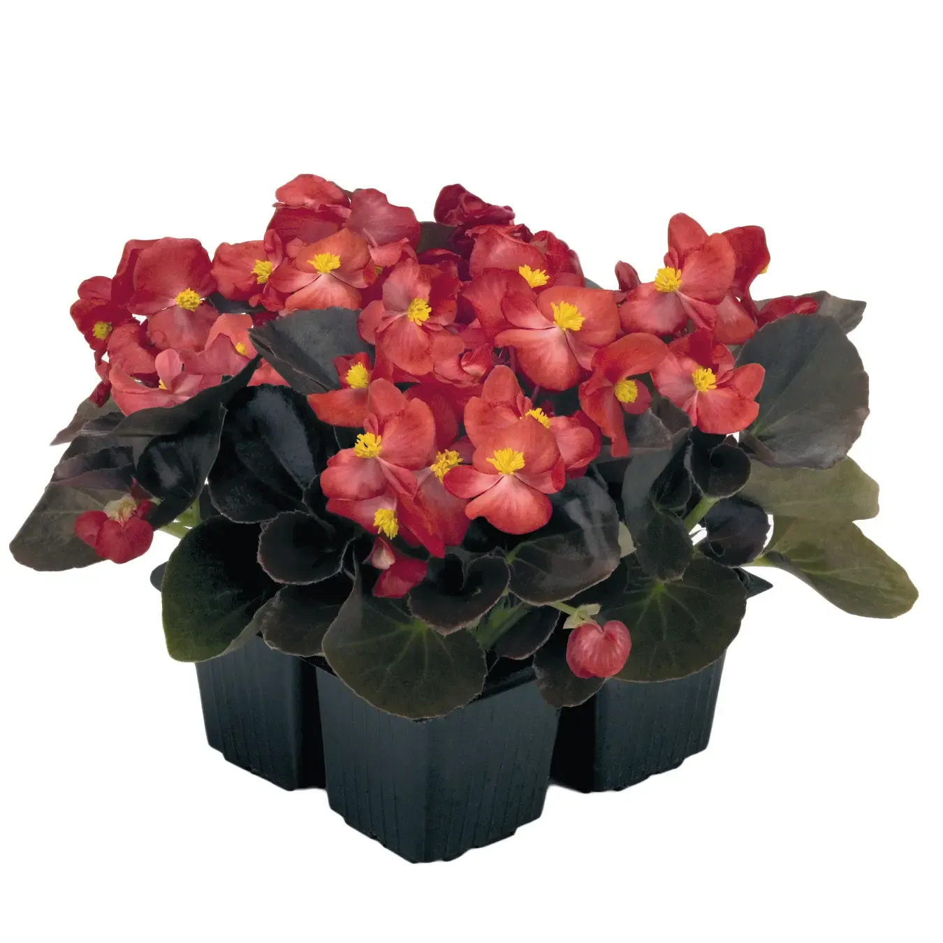 Begonia semperflorens Mascotte Bronze Scarlet F1.webp
