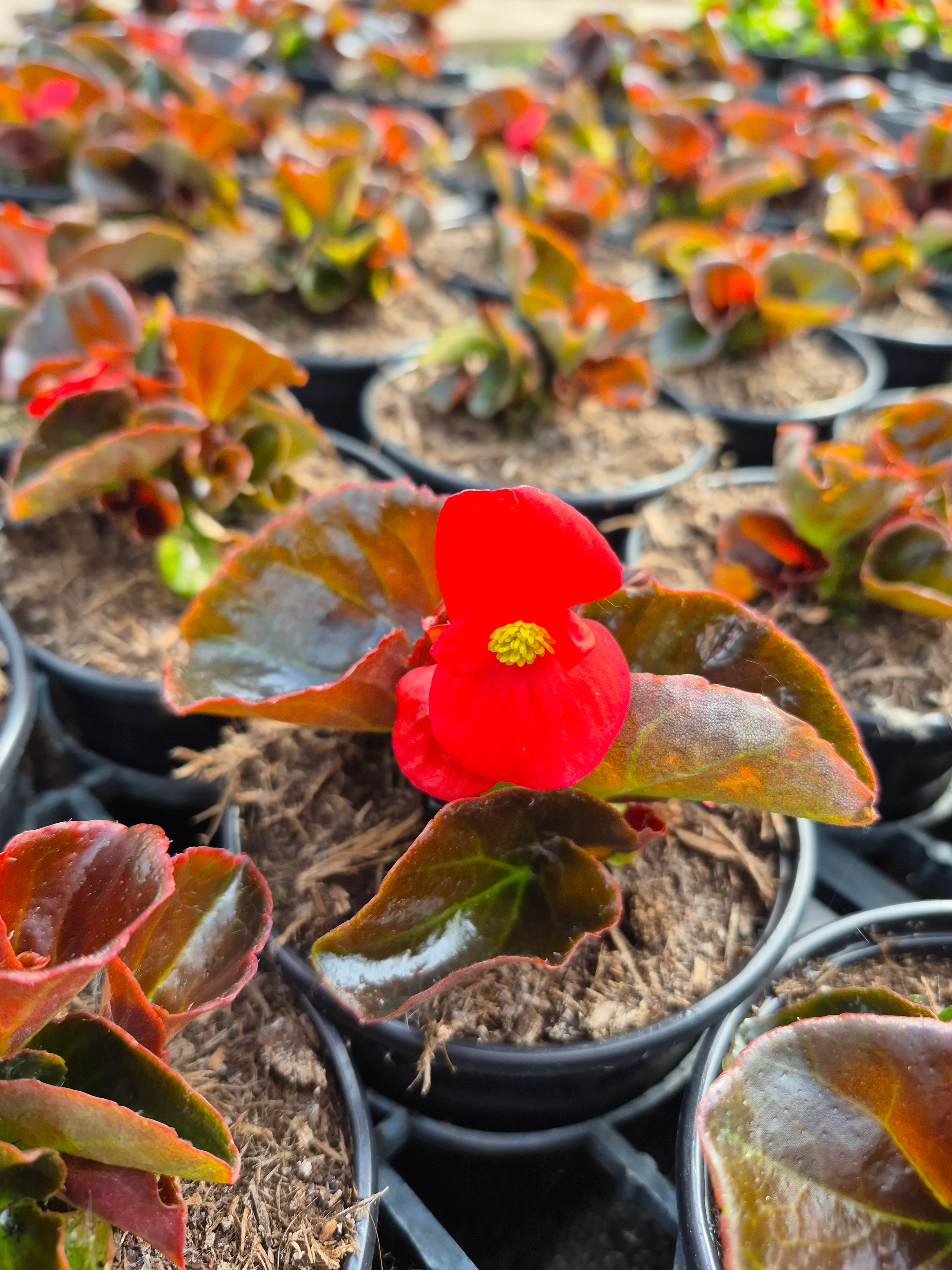 begonia semerflorens mascotte bronze scarlet.webp