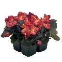 Begonia semperflorens Mascotte Bronze Scarlet F1.webp