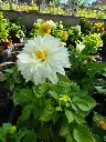 Dahlia hybrida Dahlietta Select Whitney.webp