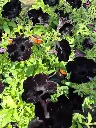 Surfinia hybrida Ray Black.webp