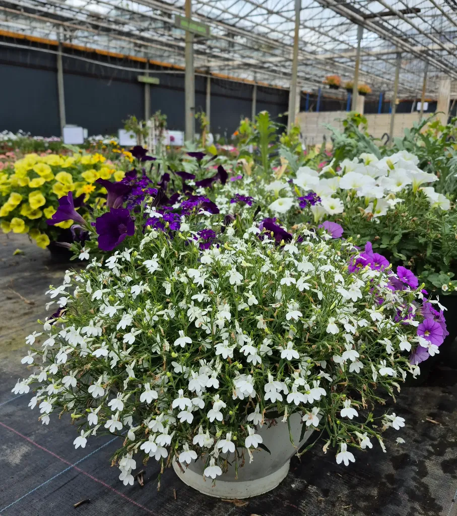 suspension xxl lobelia blanc.webp