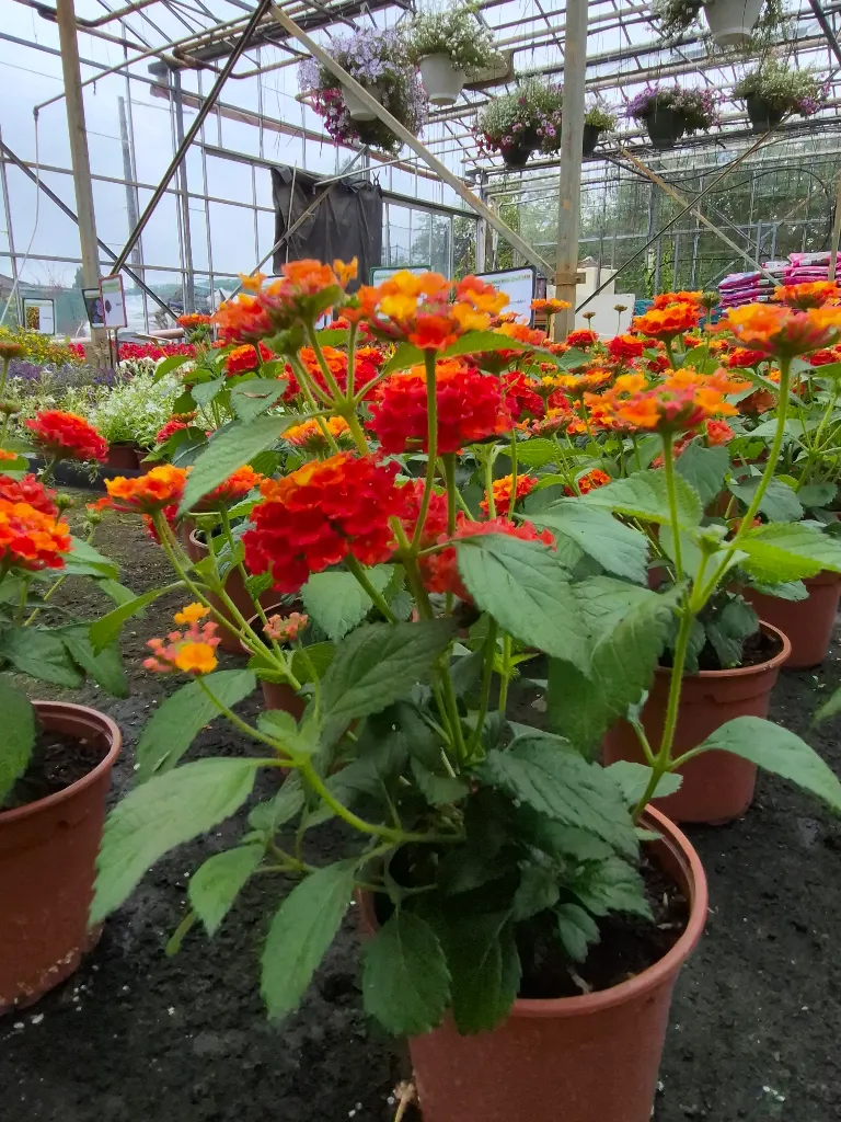 Lantana camara Gem Ruby (2).webp