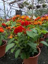 Lantana camara Gem Ruby (2).webp