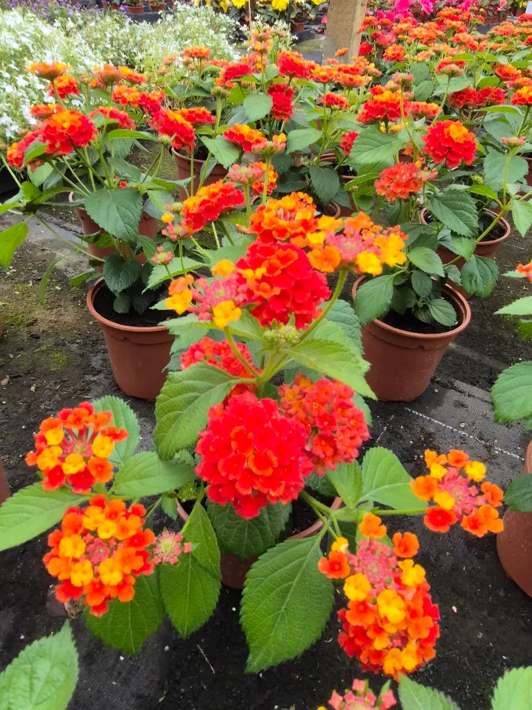Lantana camara Gem Ruby.webp