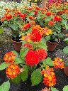 Lantana camara Gem Ruby.webp